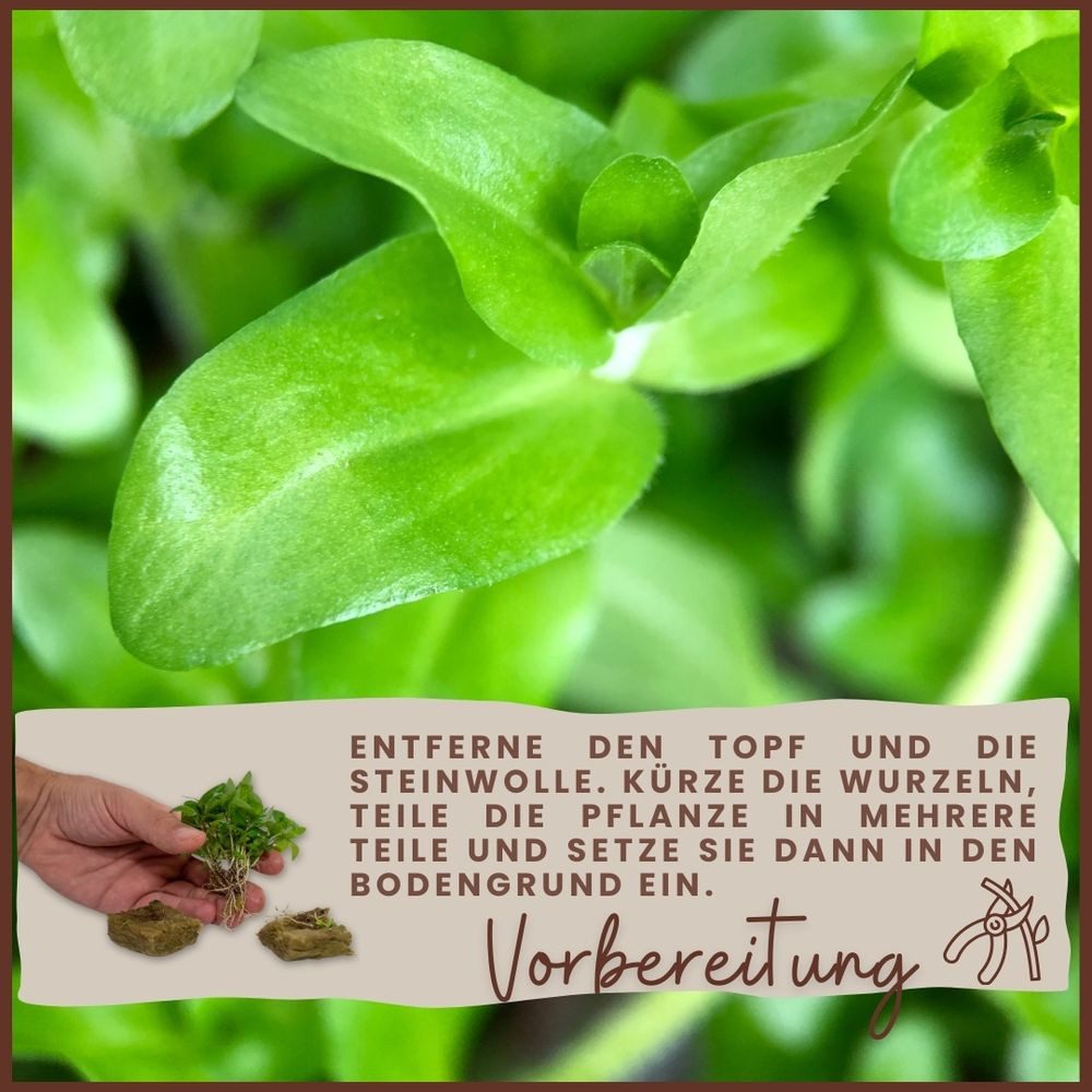 Aquaone Wasserpflanze Aquarium Pflanze Pogostemon deccanensis Tropica Nr.053F – Bild 4 von 5