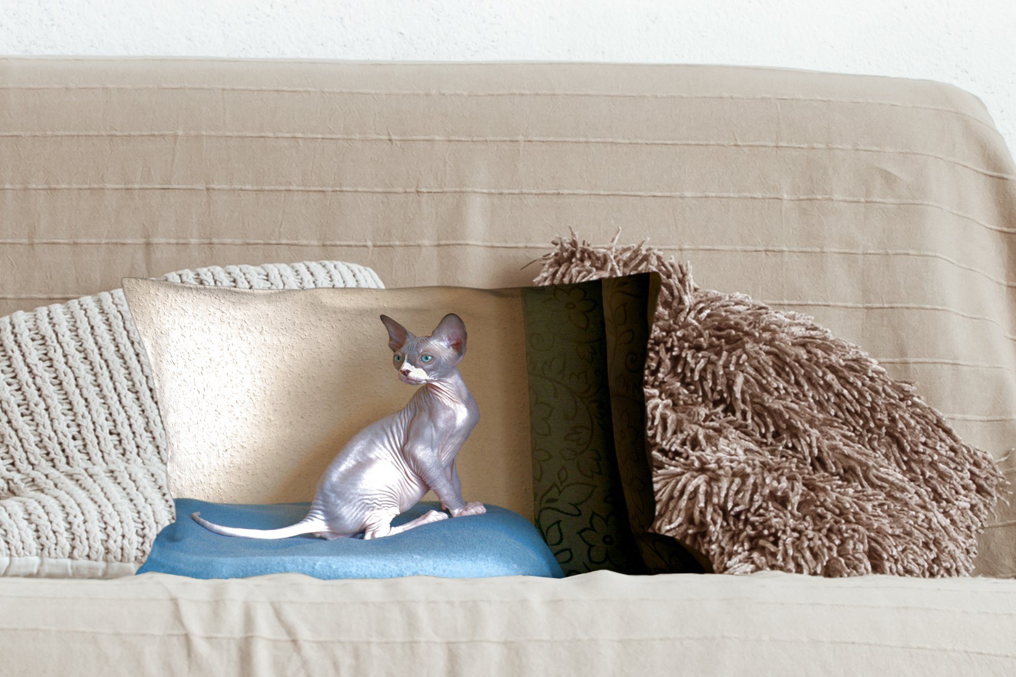 MuchoWow Dekokissen Sphynx-Kätzchen, Dekokissen sitzendes Wohzimmer mit Schlafzimmer Dekoration, Ein Füllung, Zierkissen