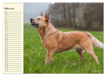 CALVENDO Wandkalender Power auf 4 Pfoten. Australian Cattle Dog (Premium, hochwertiger DIN A2 Wandkalender 2023, Kunstdruck in Hochglanz)