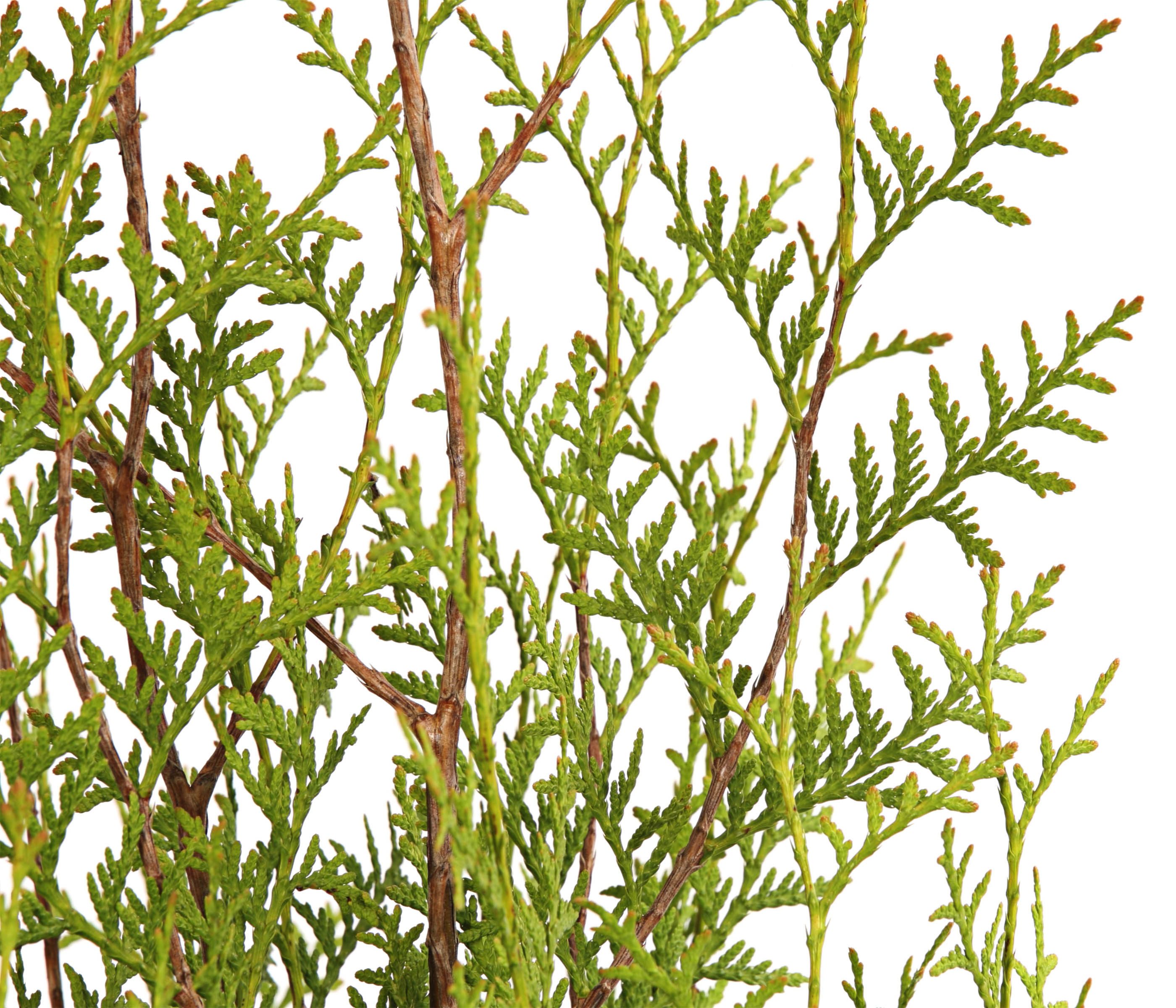 Dehner Hecken Thuja Lebensbaum Brabant, 12 Pflanzen, für 4-5 m Hecke, je 125-150 cm, immergrüne Gartenpflanze als Sichtschutz-Hecke