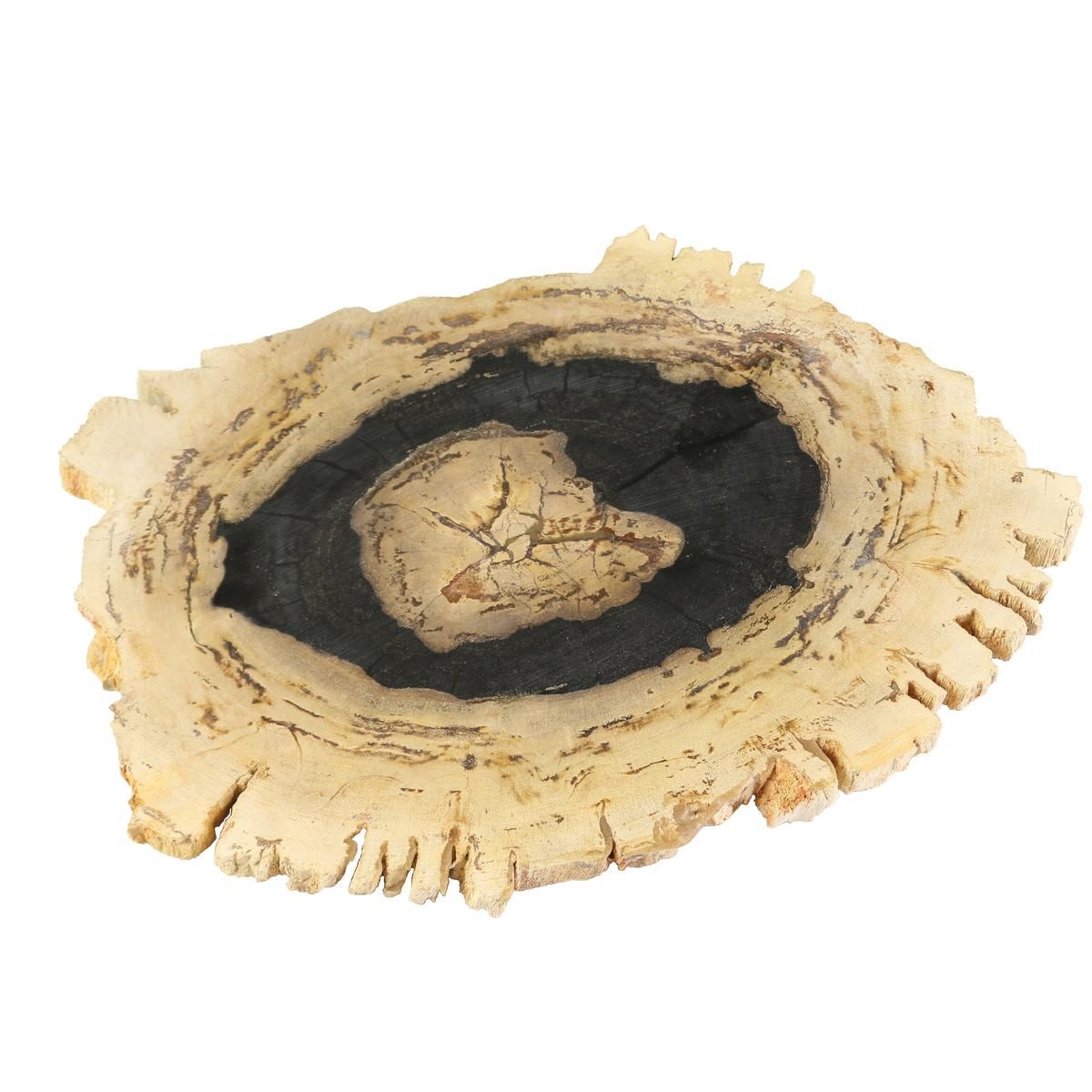 Oriental Galerie Dekotablett Fossil Platte Dunkel Unilkat aus Serie (1 St)