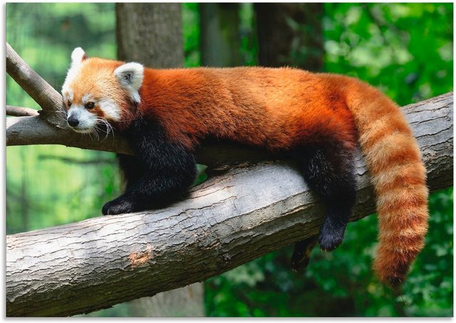 Artland Wandbild »Roter Panda«, Wildtiere (1 Stück), in vielen Größen & Produktarten - Alubild / Outdoorbild für den Außenbereich, Leinwandbild, Poster, Wandaufkleber / Wandtattoo auch für Badezimmer geeignet-Otto