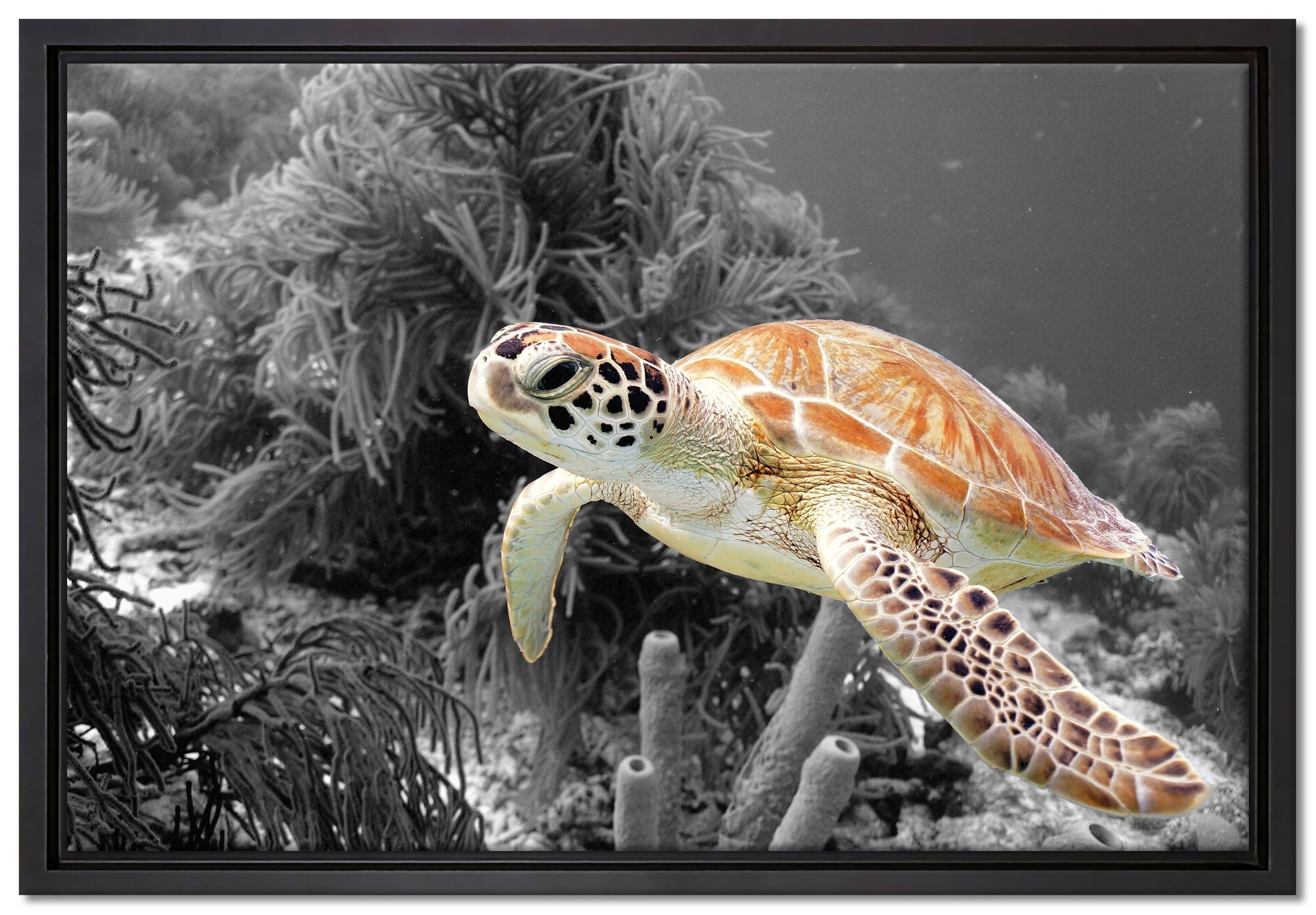 Leinwandbild Wanddekoration inkl. St), bespannt, Meeresschildkröte, Pixxprint Zackenaufhänger einem (1 wunderschöne in gefasst, Schattenfugen-Bilderrahmen Leinwandbild fertig