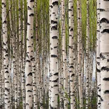 Wallario Möbelfolie Birkenwald - Baumstämme in schwarz weiß