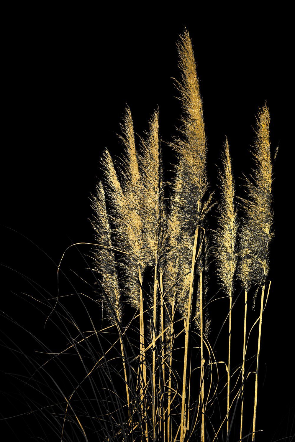 Leonique Acrylglasbild Pampas Gras - Acrylbilder mit Blattgold veredelt, (1  St), Goldveredelung, Handgearbeitet, Gerahmt, Edel, MIT AUFHÄNGESYSTEM -  Lieferung inklusive integrierter Wandhalterung