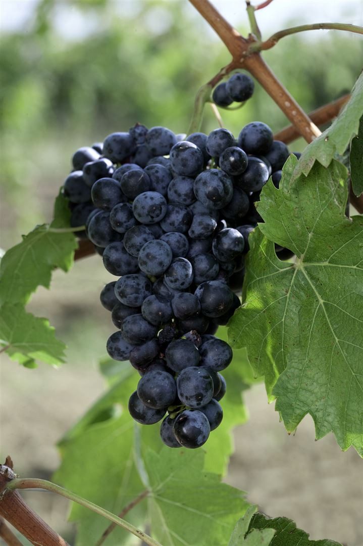 Pflanzen für Dich Obstpflanze Vitis vinifera Erdbeertraube, 1 St., Erdbeertraube, Weinrebe, rote Beeren, süßaromatisch