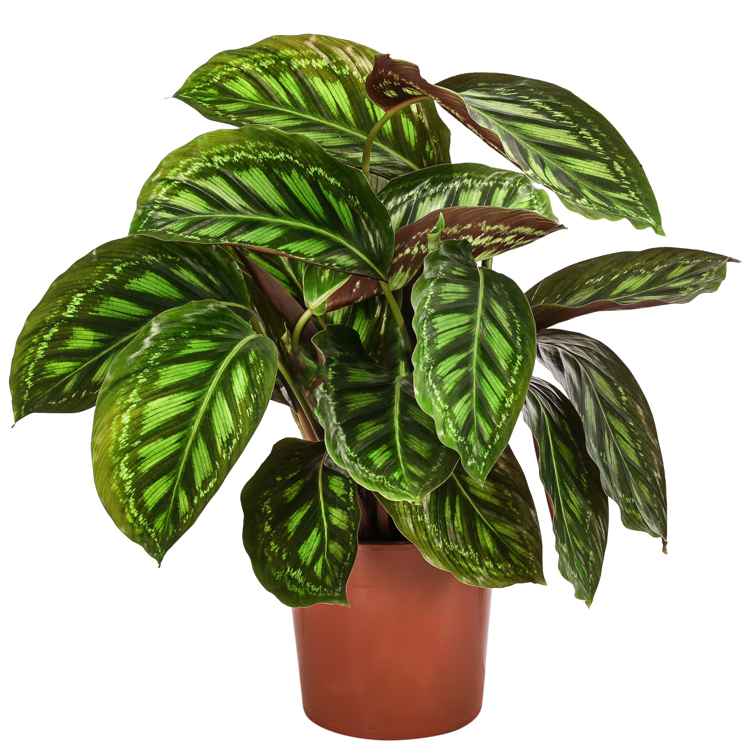 micans variegata Philodendron Micans Variegata main image 0