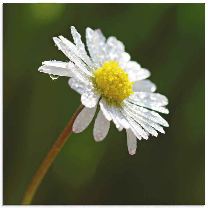 Artland Glasbild Gänseblümchen, Blumen (1 St), in verschiedenen Größen