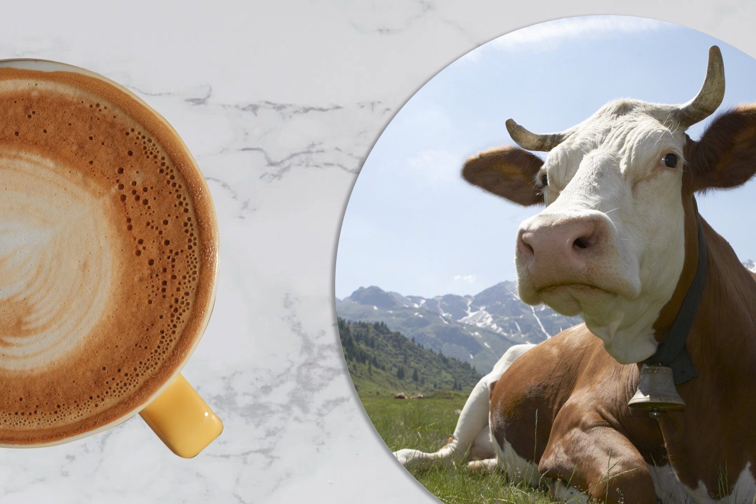 - Glasuntersetzer für Berg Tasse, Korkuntersetzer, Gras, Kuh Becher Tassenuntersetzer, MuchoWow - 6-tlg., Getränkeuntersetzer, Gläser, Zubehör