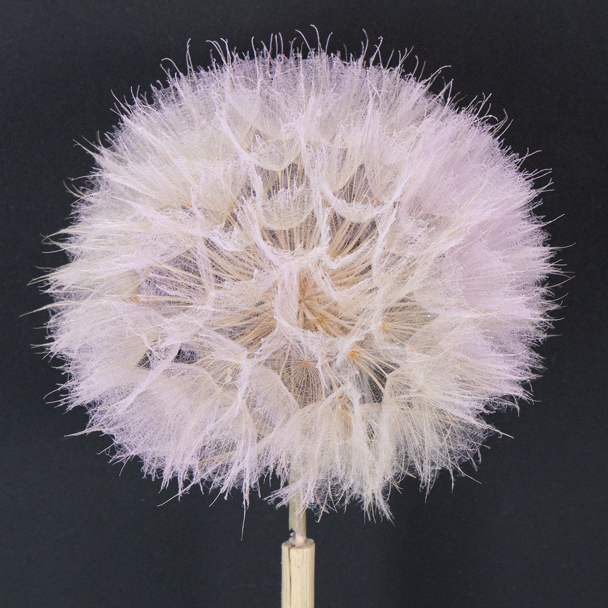 Trockenblume Elegante Trockenblumen-Deko für Wohnzimmer und moderne, 4 Stück, Florists Products, Höhe 50 cm