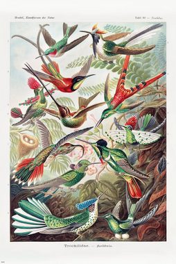 Close Up Poster Kunstformen der Natur Poster 3er-Set Ernst Haeckel 61 x 91,5