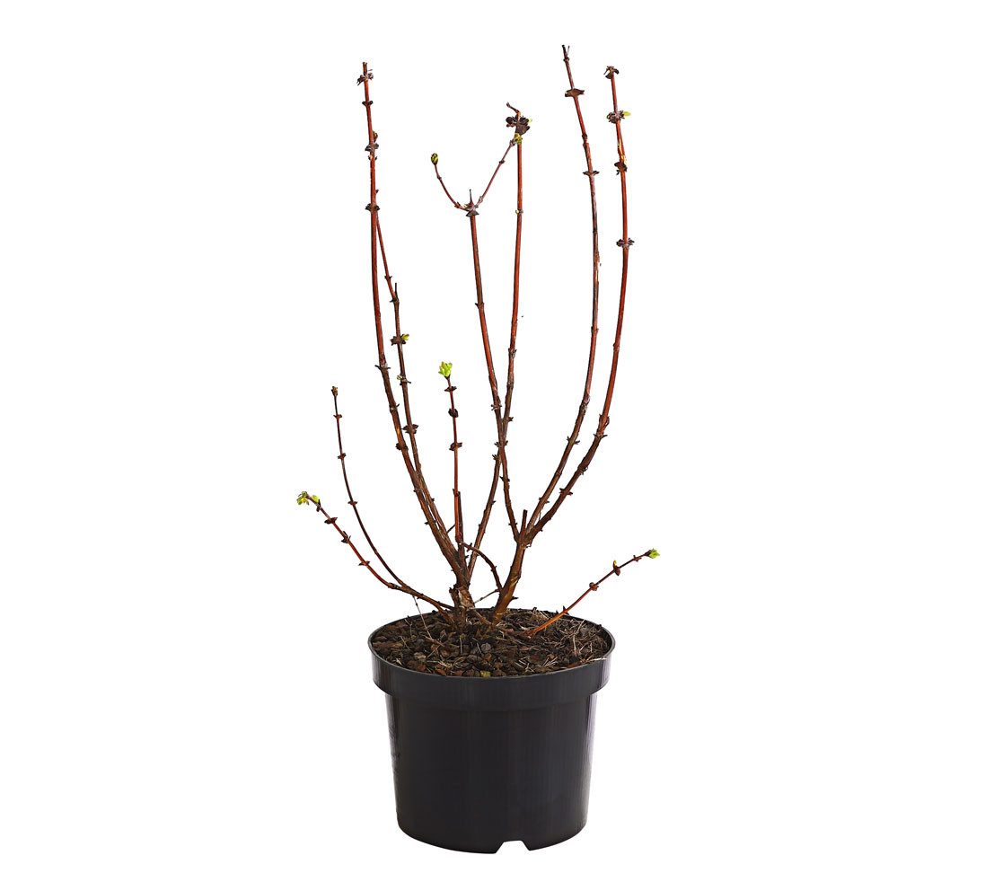 Dehner Obstpflanze Heidelbeere, Honigbeere Polina, 30-40 cm, 3 l Topf, auch als Sibirische Blaubeere bekannt, Befruchtersorte benötigt