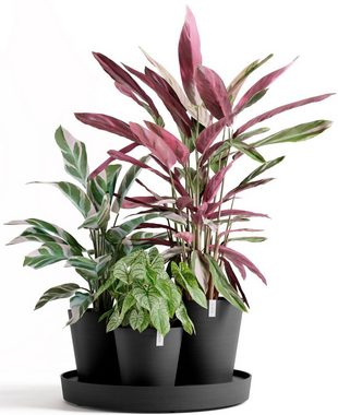 ECOPOTS Blumentopf Dubai Dunkelgrau, für innen und außen: frostsicher, bruchsicher und lichtbeständig