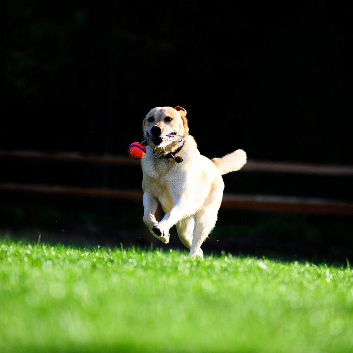 Chuckit Tierball Ultra Tug L 7 cm Apportierspielzeug für Hunde