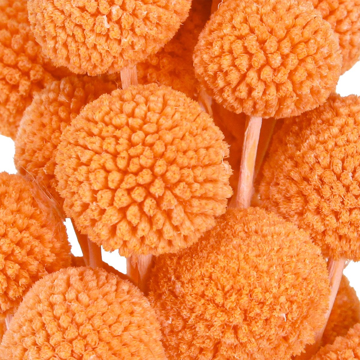 Trockenblume Craspedia gebleicht Trockenblumen Orange Deko günstig online kaufen