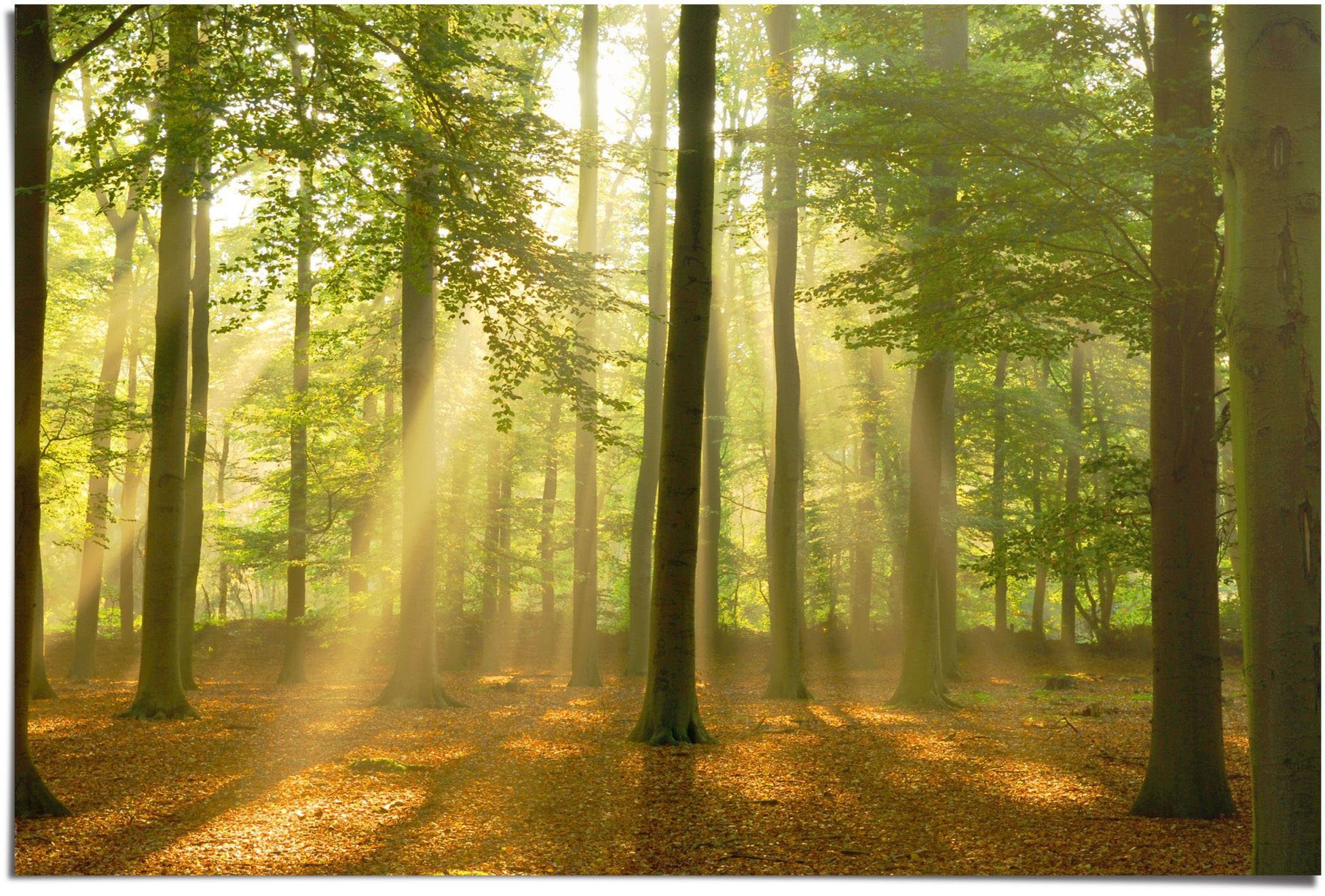 Reinders! Poster Erleuchteter Wald, (1 St) günstig online kaufen