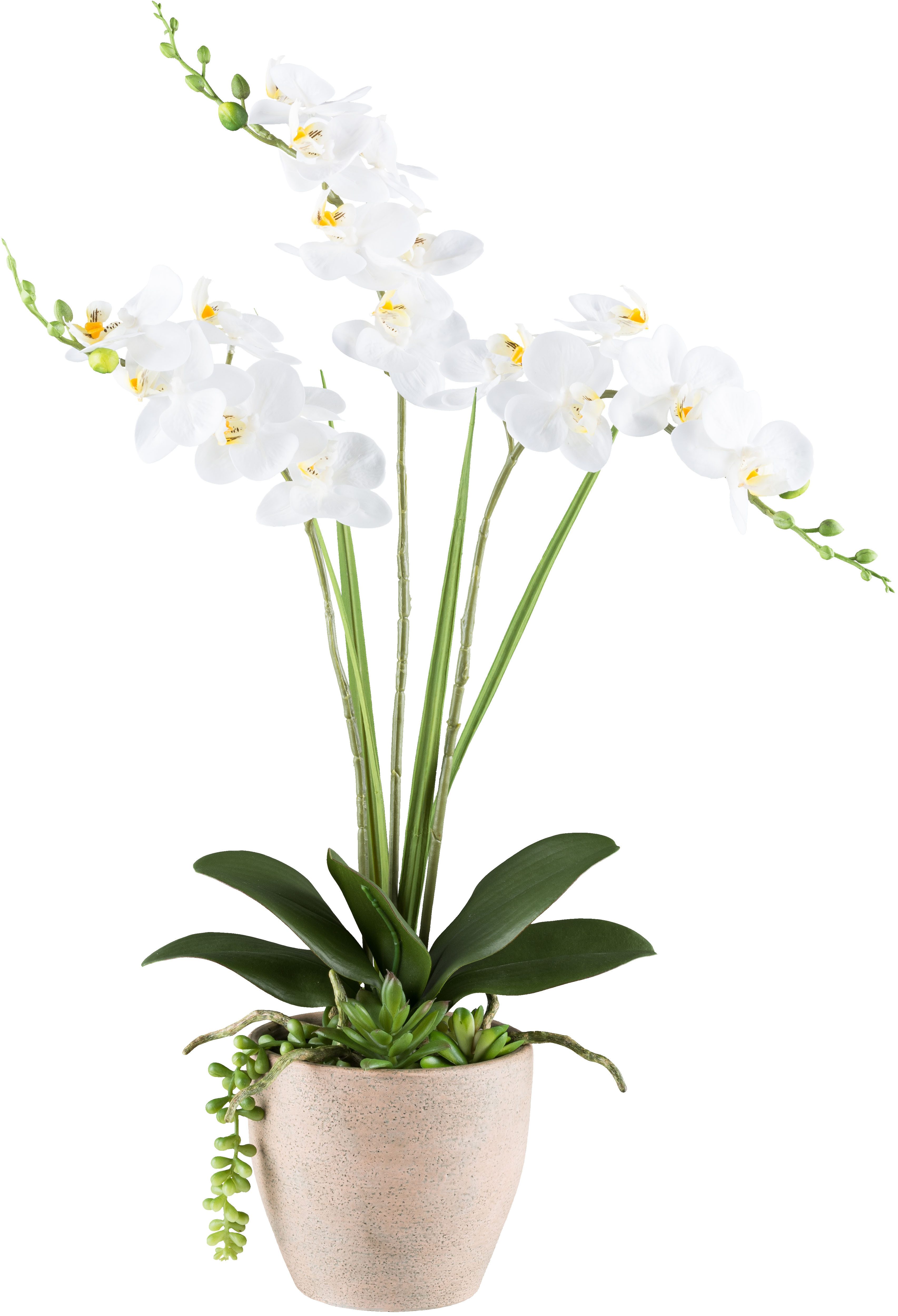 Kunstorchidee Orchidee Phalaenopsis, Creativ green, Höhe 55 cm, mit Sukkule günstig online kaufen