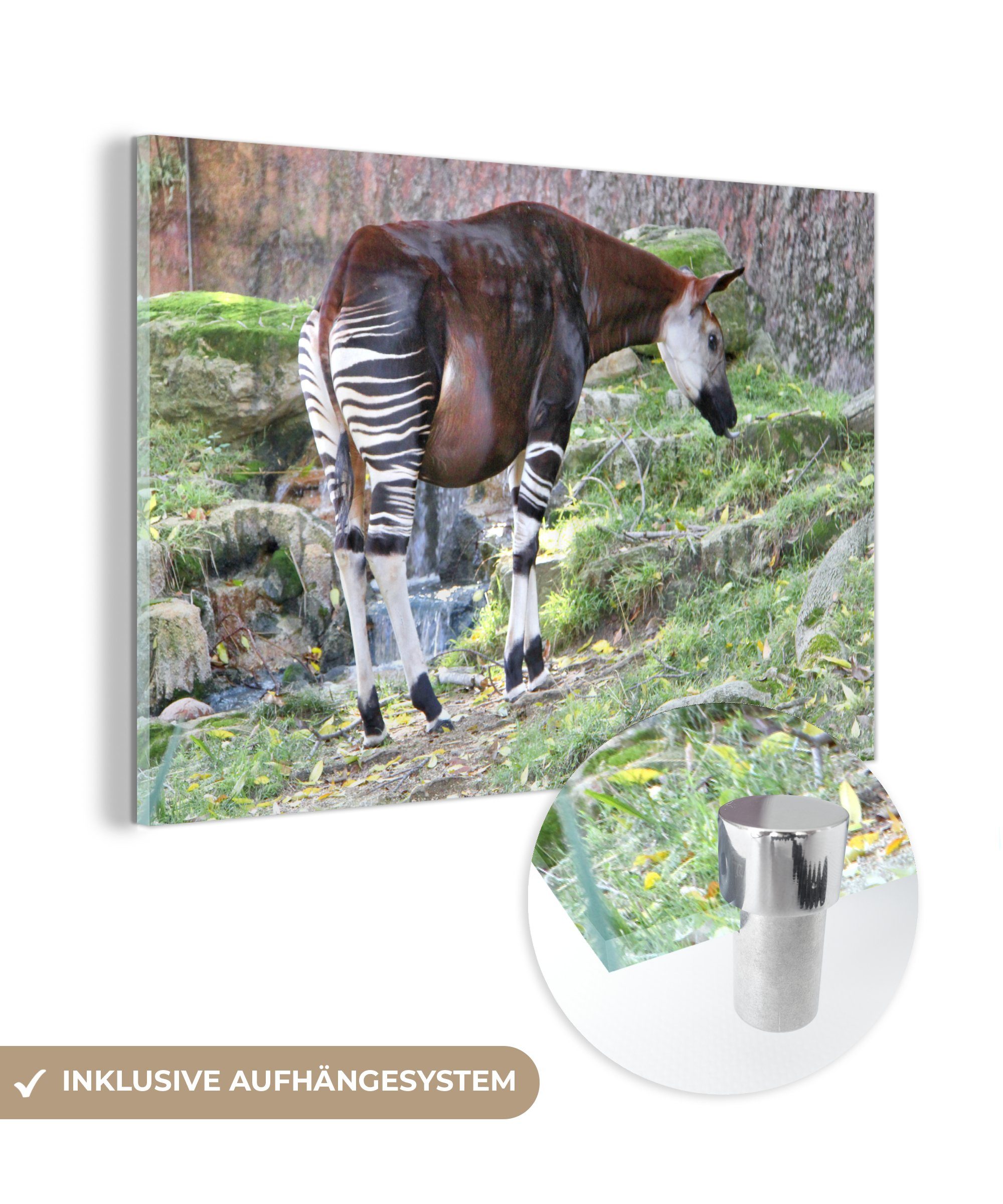 Kassierer/Kassiererin MuchoWow Acrylglasbild Okapi in freier Schlafzimmer & (1 Acrylglasbilder Wildbahn, St), Wohnzimmer