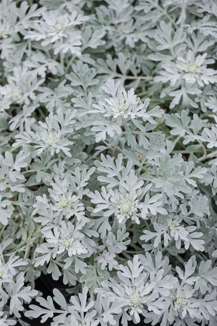 Pflanzen für Dich Staude Artemisia stelleriana Mori, 1 St., Edelraute, Silberkraut