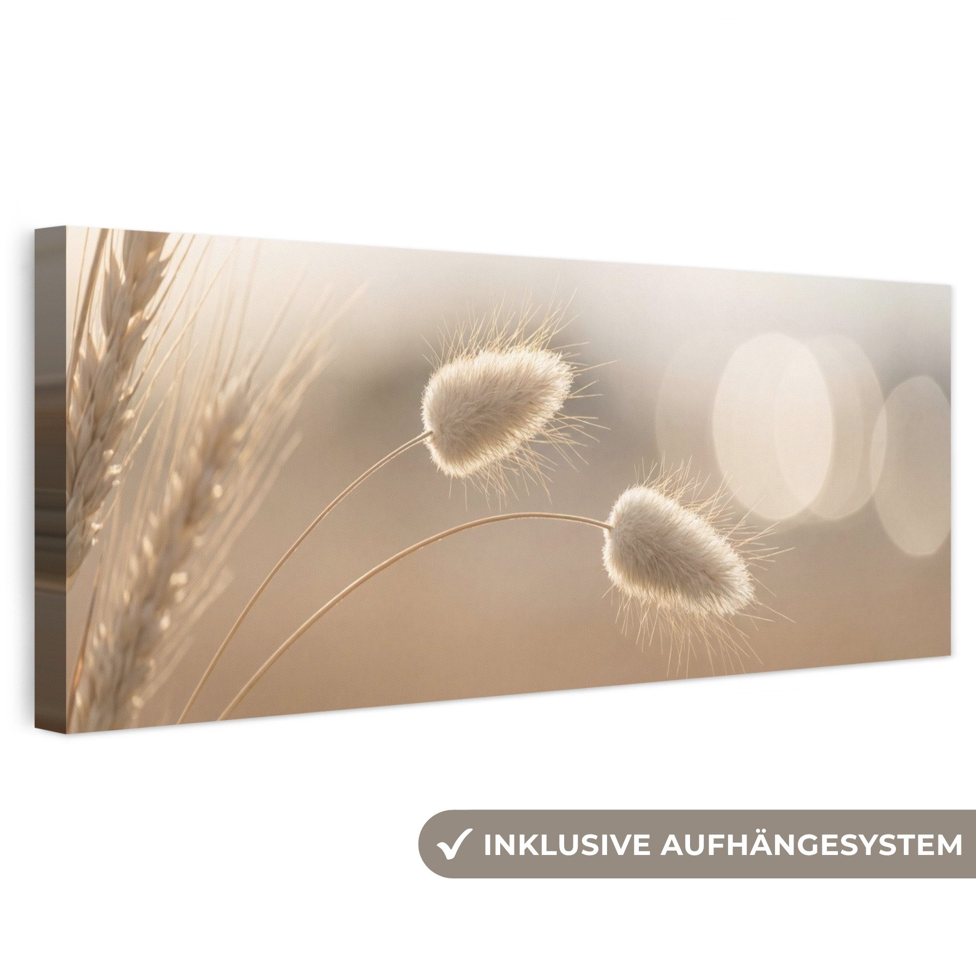 OneMillionCanvasses® Leinwandbild Panorama Dunstschwanzgras - Grannenhaare - Sonnenlicht, Fotodruck (1 St), Wandbild, Deko Schlafzimmer Wohnzimmer Flur 60x20 cm