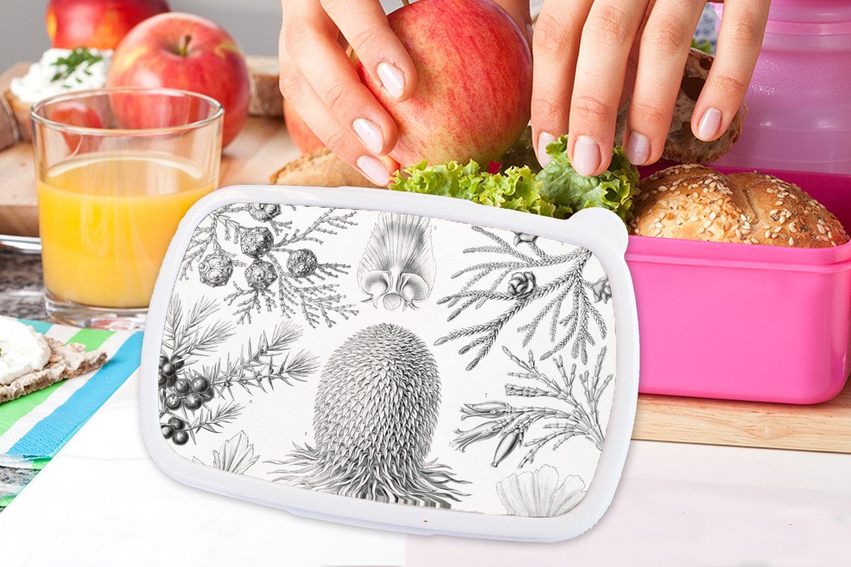 MuchoWow Lunchbox Koniferen - Retro Ernst Kunst Haeckel - Brotbox - Brotdose Kunststoff rosa für Kinder, Erwachsene, Natur, Snackbox, Illustration - Kunststoff, (2-tlg), - Mädchen