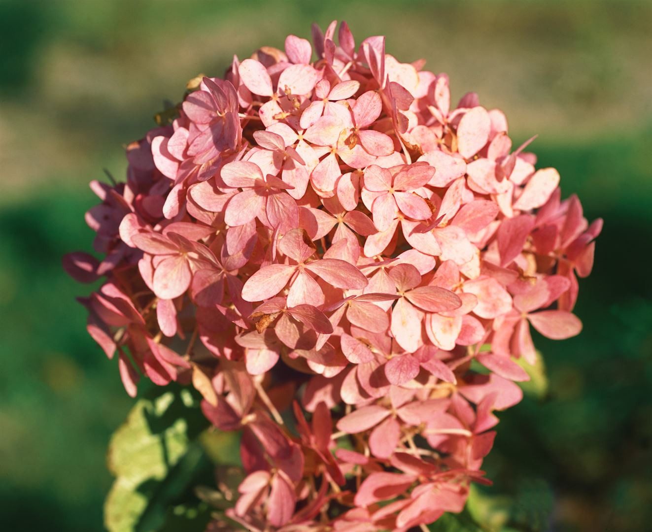 Pflanzen für Dich Gehölze Hydrangea paniculata 'Phantom', 1 St., Rispenhortensie – Bild 5 von 5