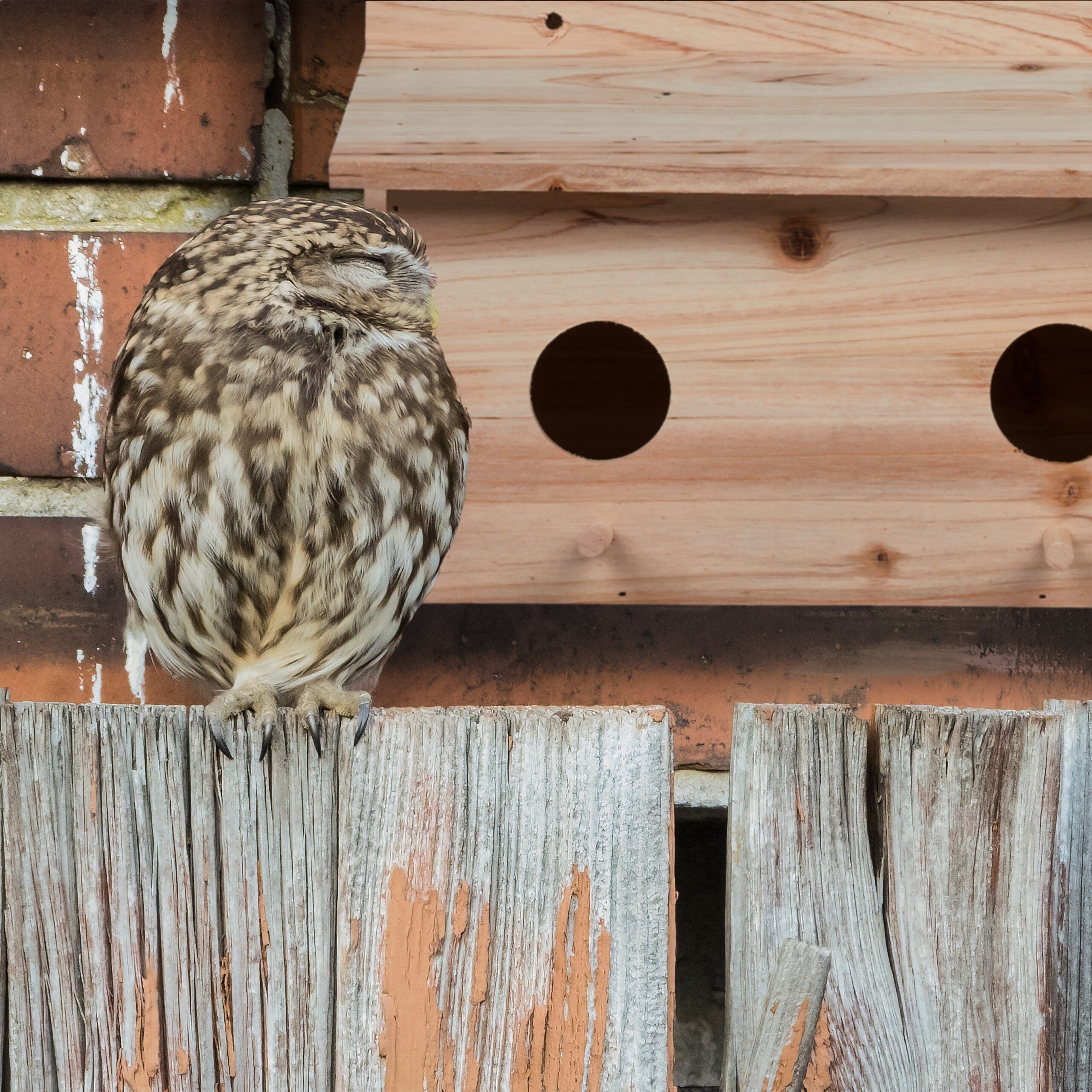 relaxdays Vogelhaus Nistkasten für Stare