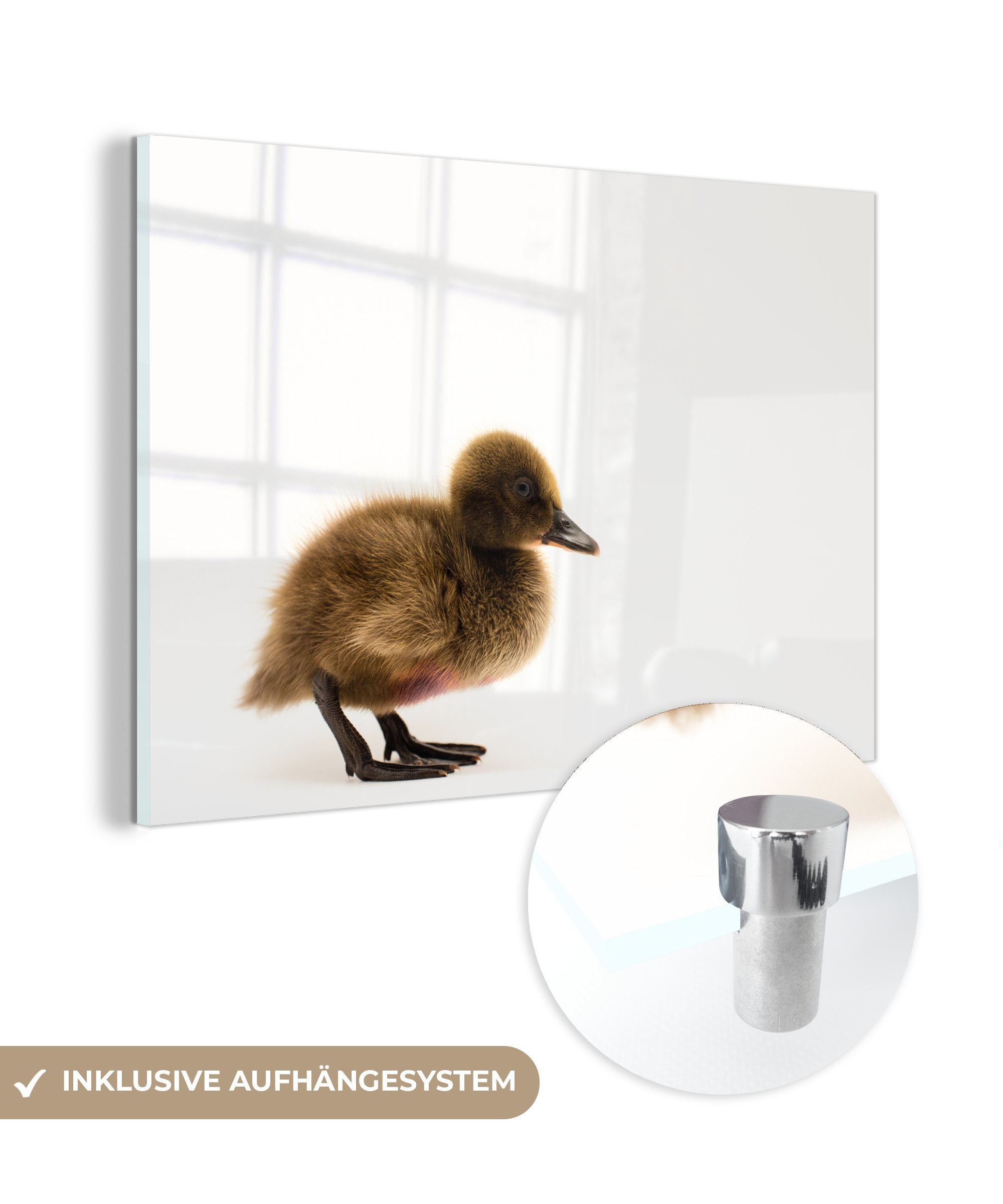 MuchoWow Acrylglasbild Porträt eines Entenbabys, (1 St), Acrylglasbilder Wohnzimmer & Schlafzimmer
