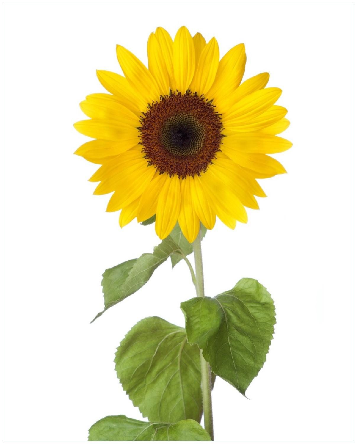 Wallario Poster, Sonnenblume, in verschiedenen Ausführungen