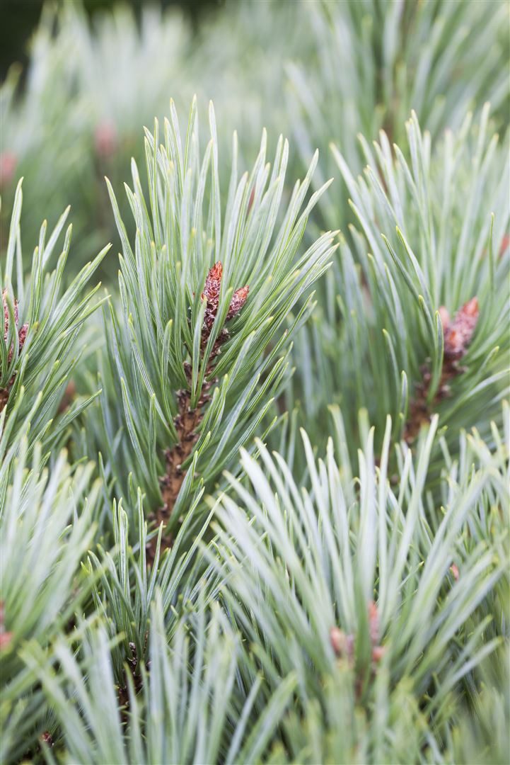 Pflanzen für Dich Konifere Pinus sylvestris Martham, 1 St., Waldkiefer, Gemeine Kiefer, Föhre, blaugrün, kompaktwuchs