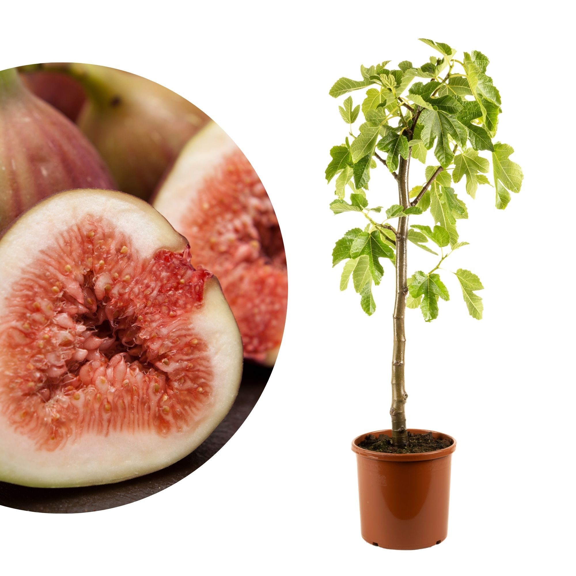 Meine Orangerie Feigenbaum Stämmchen - Ficus Carica "Bornholm" - Bornholmfeige, pflegeleicht und selbstbefruchtend, winterharte Feige in Gärtnerqualität