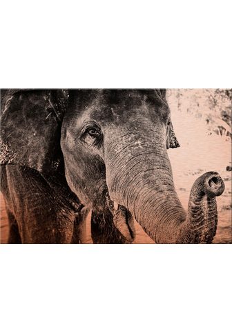  Картина »Indian Elephant«