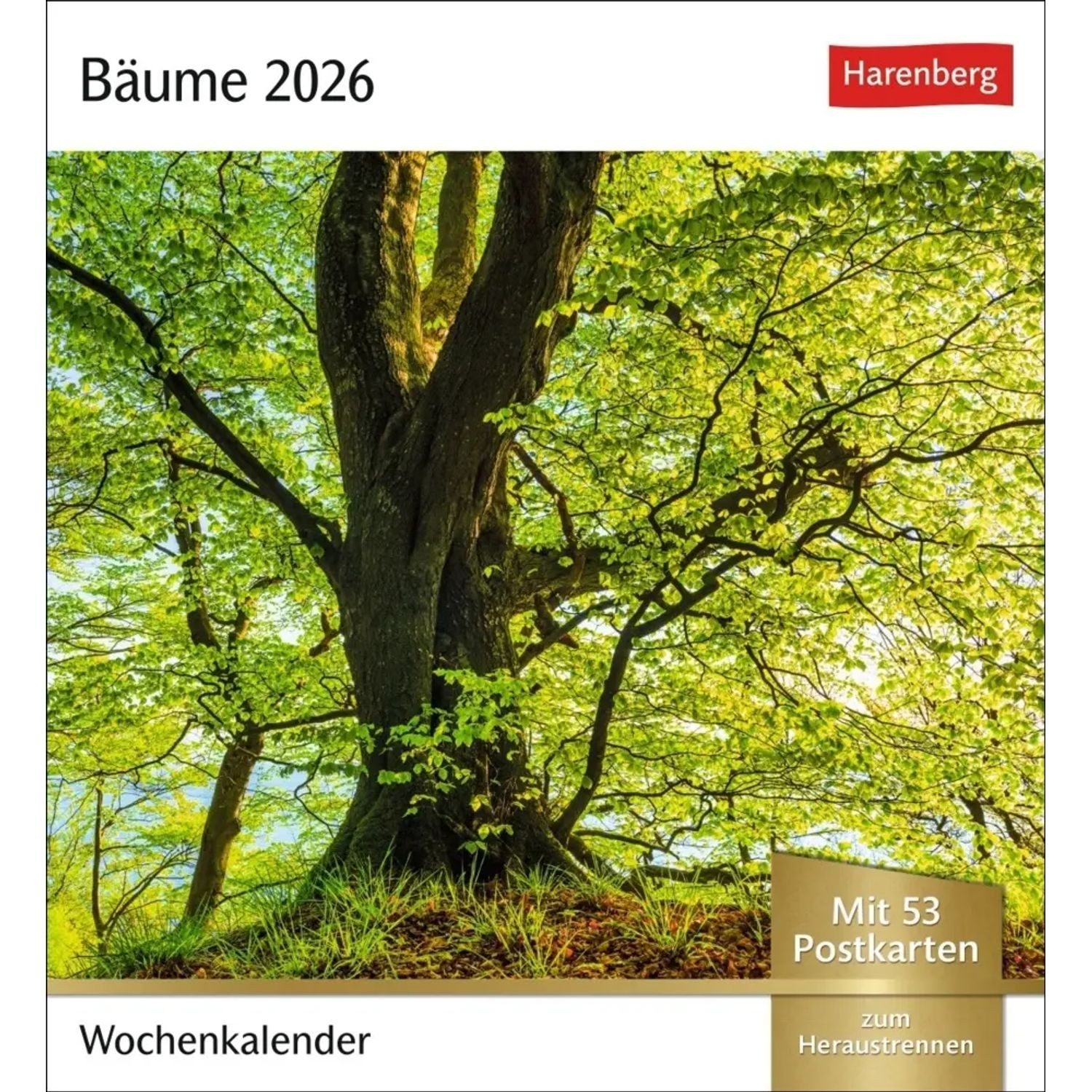 Harenberg Kalender Verlag Tischkalender Bäume Postkartenkalender 2026 - Wochenkalender mit 53 Postkarten