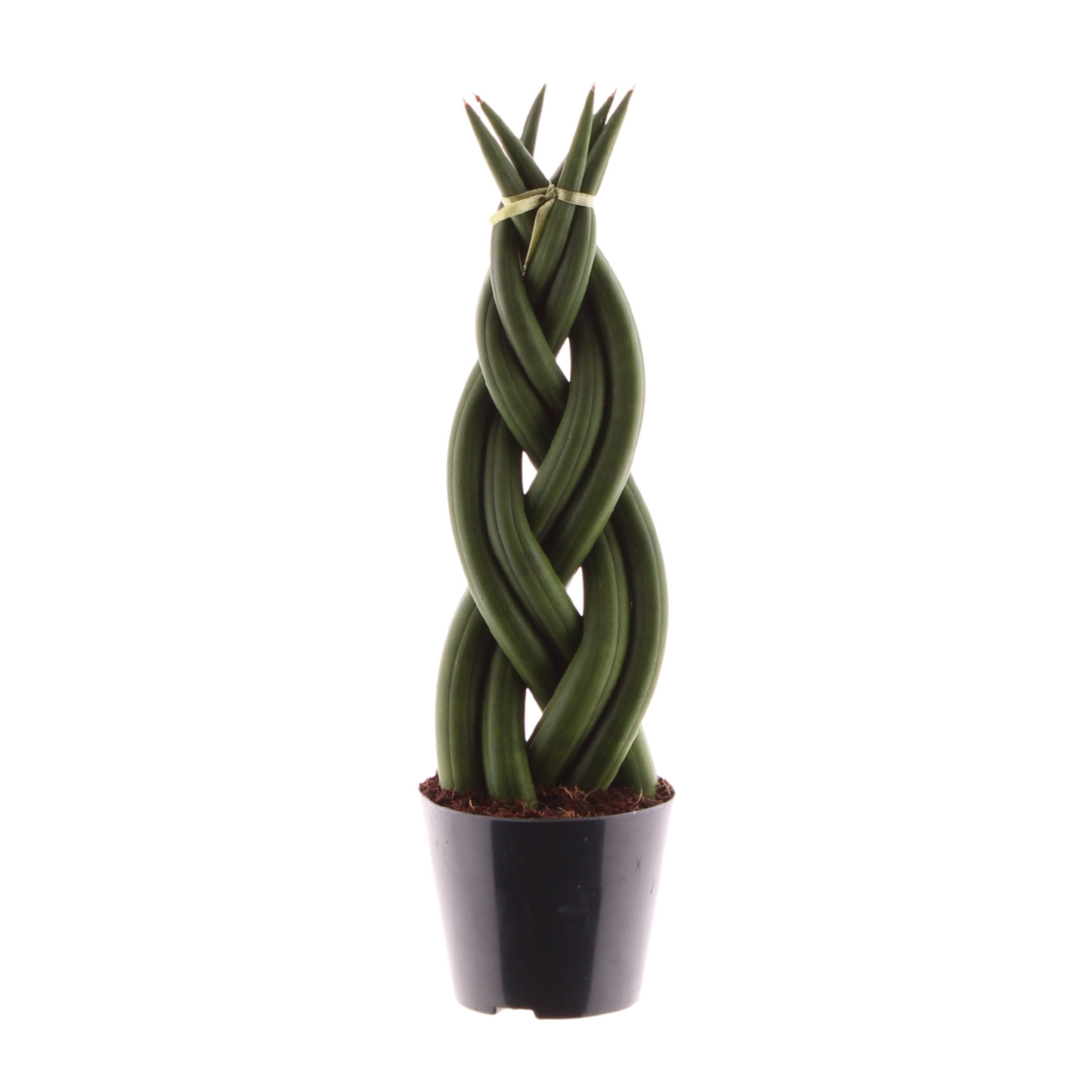 meinvipshop Zimmerpflanze Sansevieria cylindrica Twist 30cm Zimmerpflanze günstig online kaufen