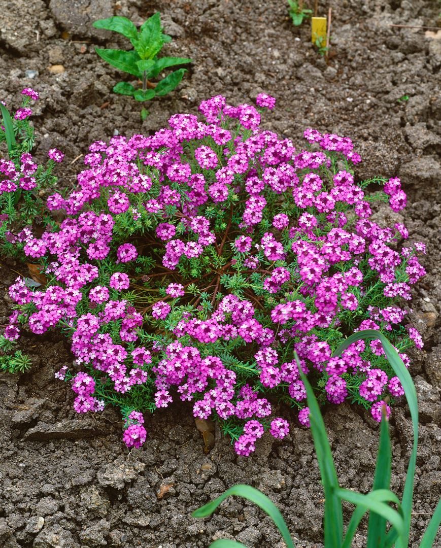 Pflanzen für Dich Staude Aethionema armen. Warley Rose, 1 St., Steintäschel, Steinkresse
