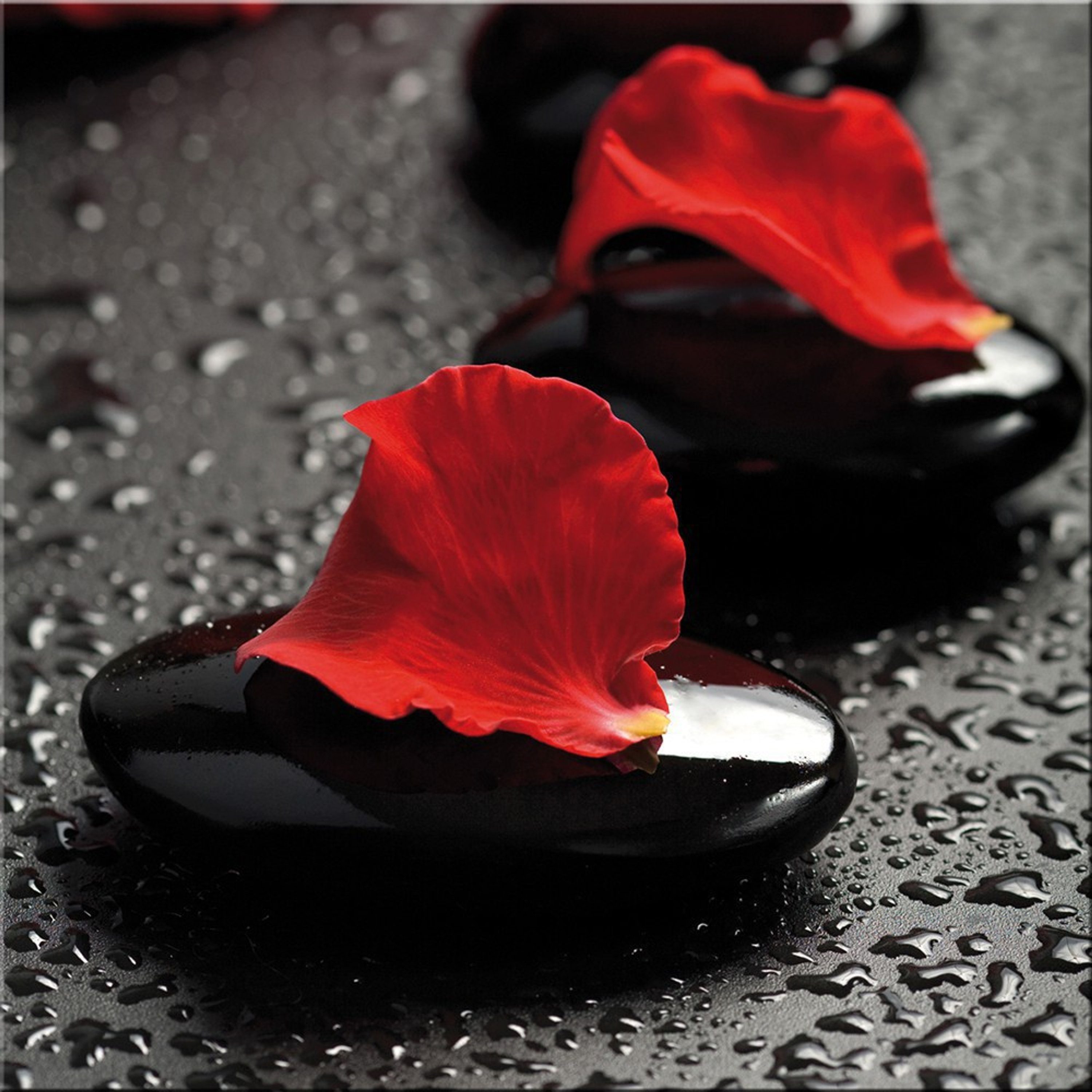 Glasbild Glasbild 30x30cm BIld Wellness Zen Steine Blatt rot