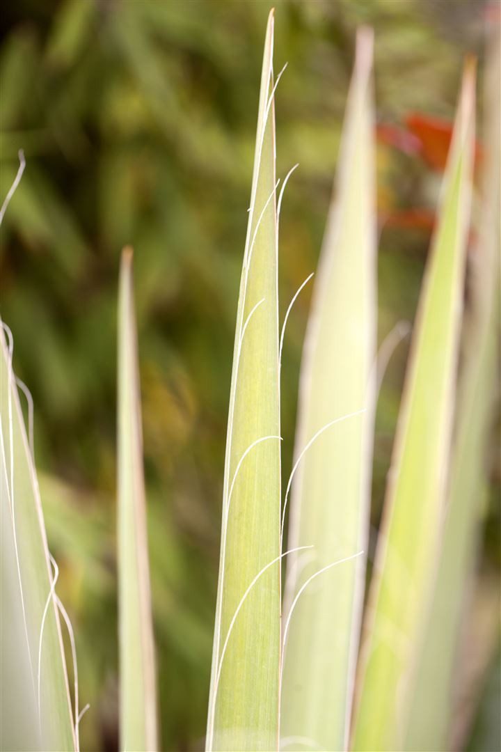 Pflanzen für Dich Staude Yucca filamentosa, 1 St., Fädige Palmlilie, Garten-Yucca, Adam's Nadel – Bild 2 von 5
