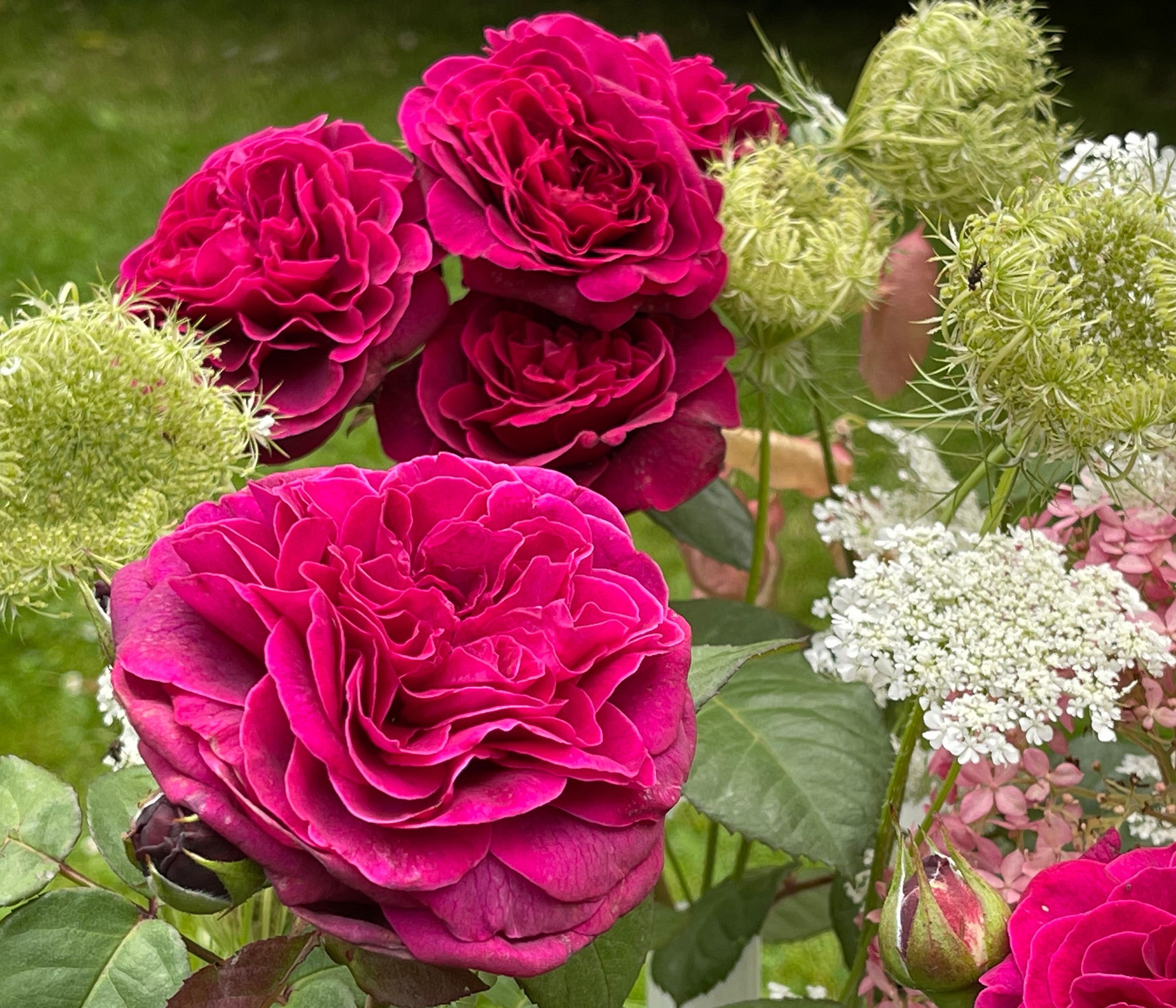 Dehner Rose Nostalgie-Edelrose Deep Secret, gefüllte pink-lila Blüten mit intensivem Duft, Züchter Tantau