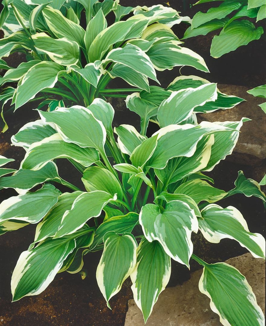 Pflanzen für Dich Staude Hosta fortunei Moerheim, 1 St., Funkie, Herzblattlilie