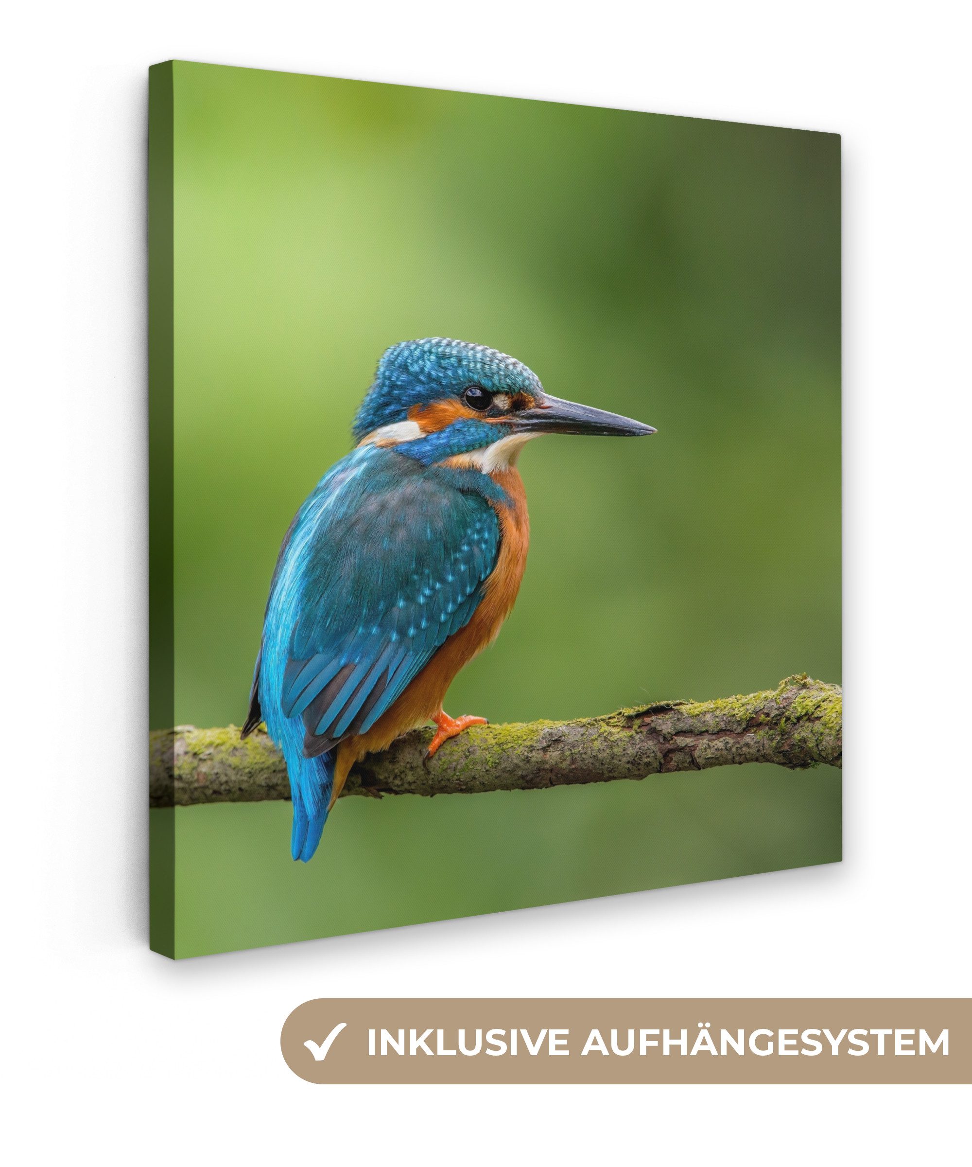 OneMillionCanvasses® Leinwandbild Eisvogel - Zweig - Moos - Vogel - Grün, Fotodruck (1 St), Wandbild, Deko Schlafzimmer Wohnzimmer Flur 20x20 cm