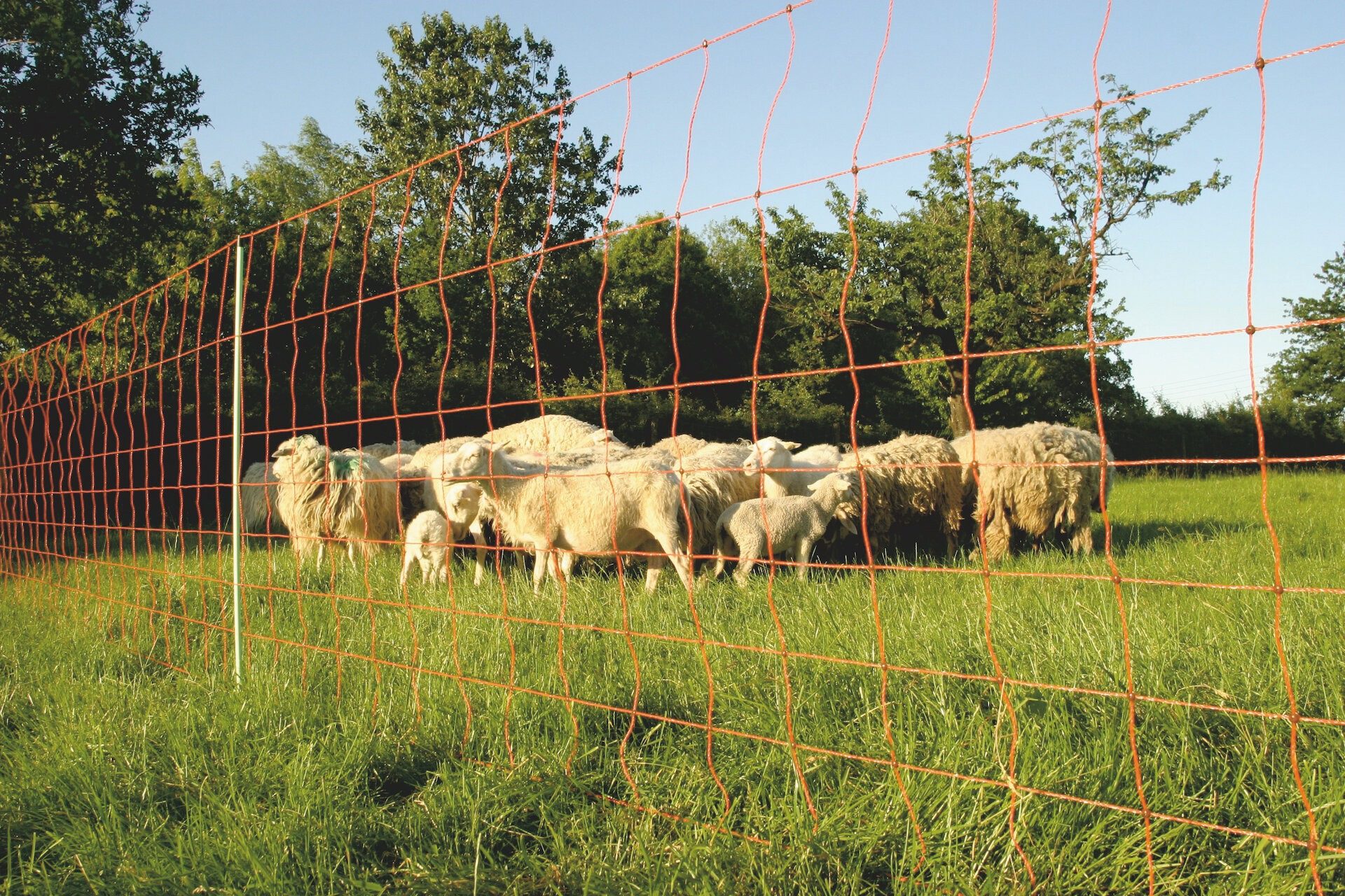 EURO Gartenzaun Euro-Net Universeel 80 cm Einzelspitze