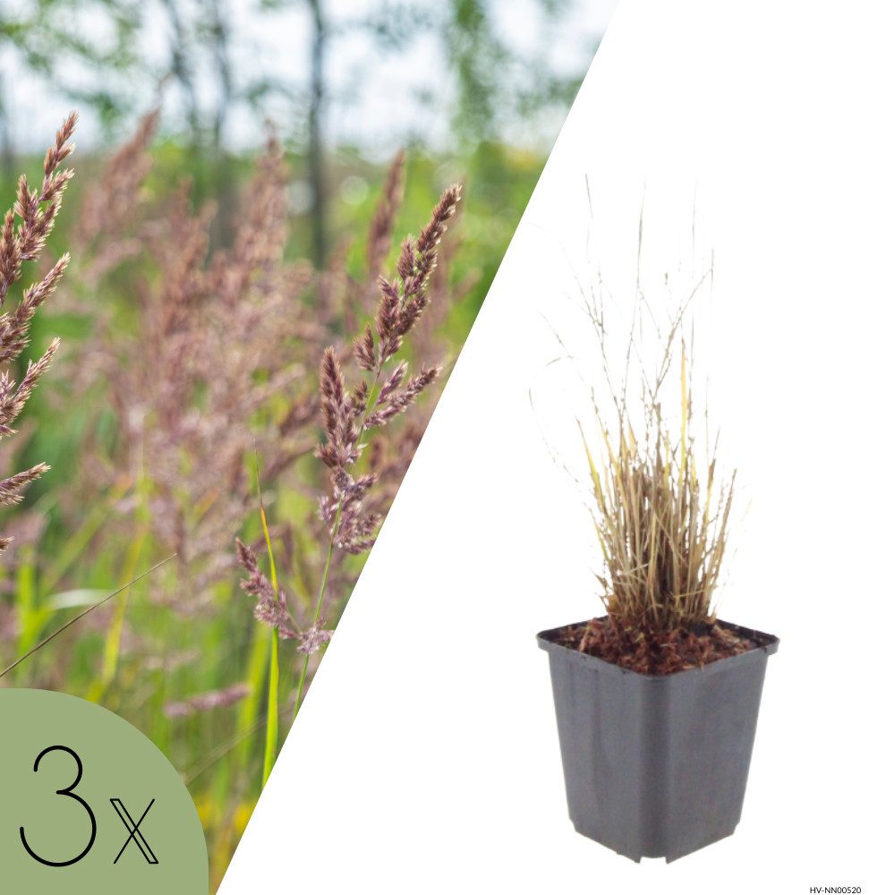 NatureNest Kübelpflanzen Diamantgras, Set 3 Pflanzen, Calamagrostis brachytricha, Ziergras für