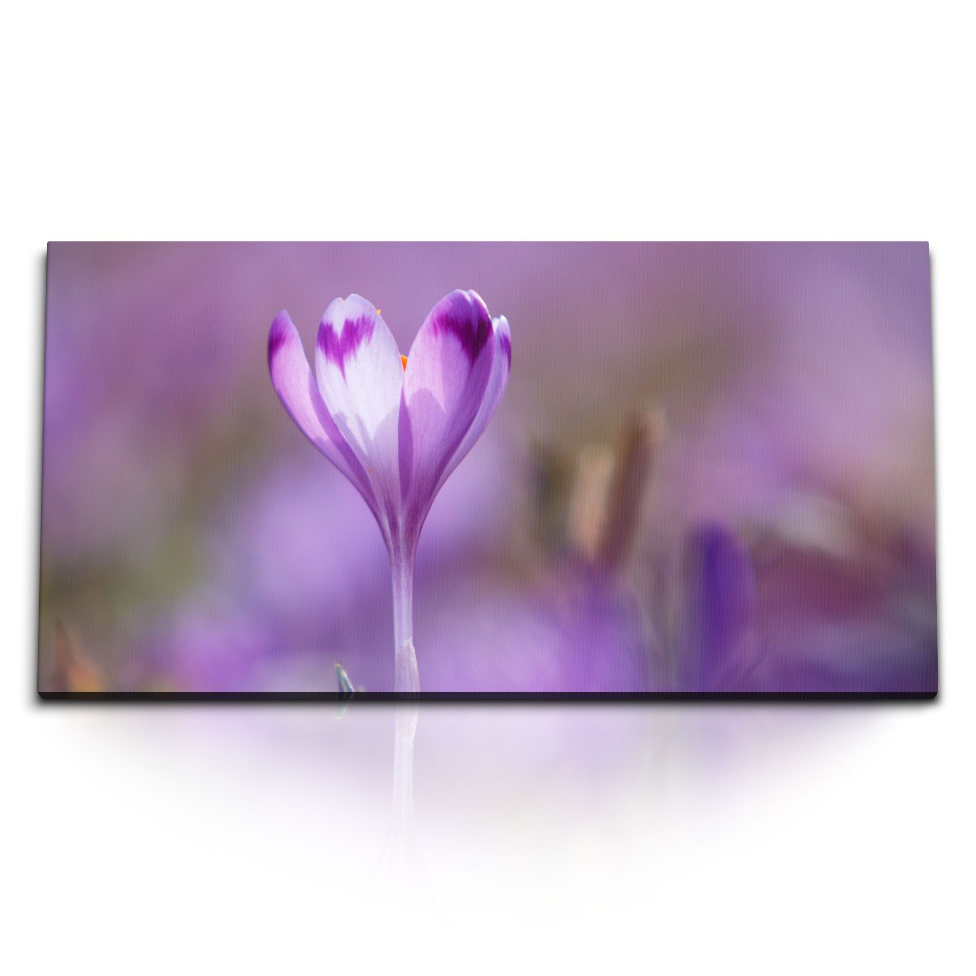Leinwandbild Kunstdruck Bilder 120x60cm Krokusse Blume Sonnenschein Natur Blüte