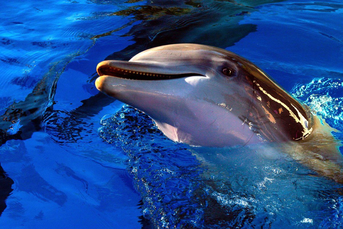 Papermoon Fototapete Delfin