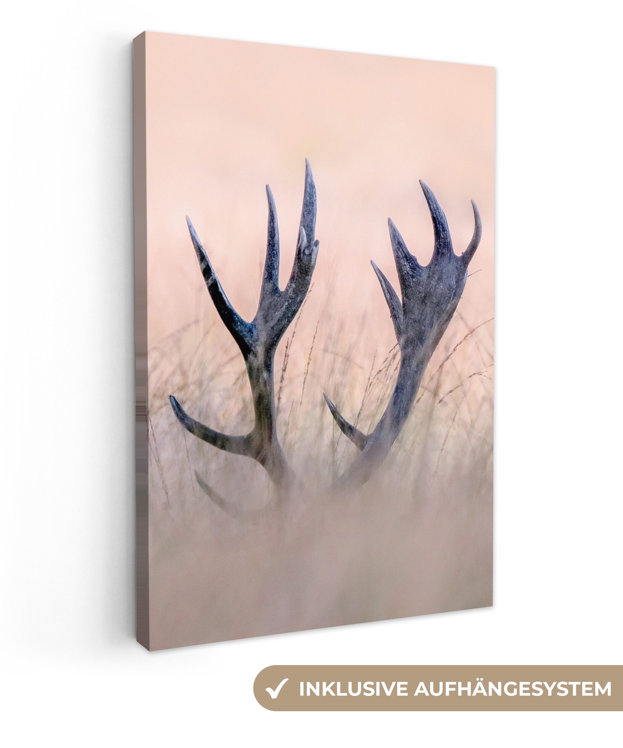 OneMillionCanvasses® Leinwandbild Geweih - Hirsch - Gras - Natur, Fotodruck günstig online kaufen