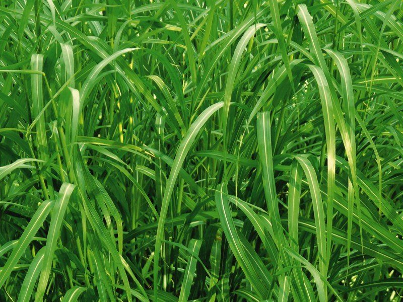 Artland Poster, Leinwandbild »Botanik Gräser Gras Wiese Natur Foto