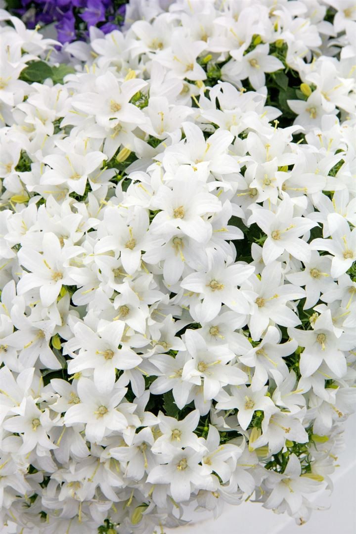 Pflanzen für Dich Staude Campanula coch. White Baby, 1 St., Zwerg-Glockenblume, Zwerg-Glockenblümchen