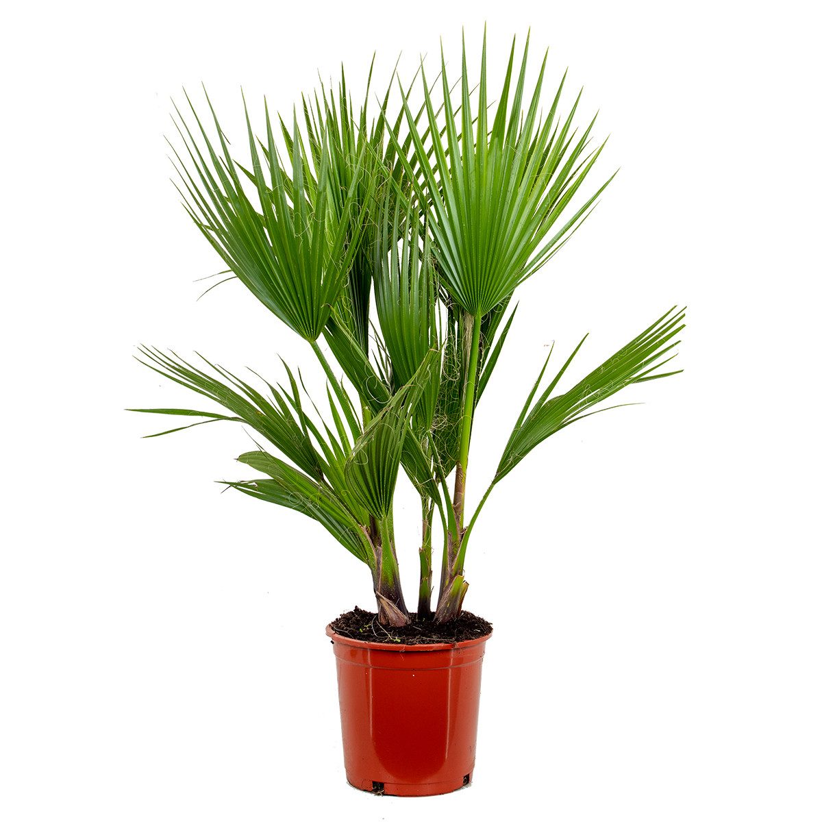 Bloomique Kübelpflanzen Washingtonia Robusta - Mexikanische Fächerpalme - Palme - Winterharte, 1 St.