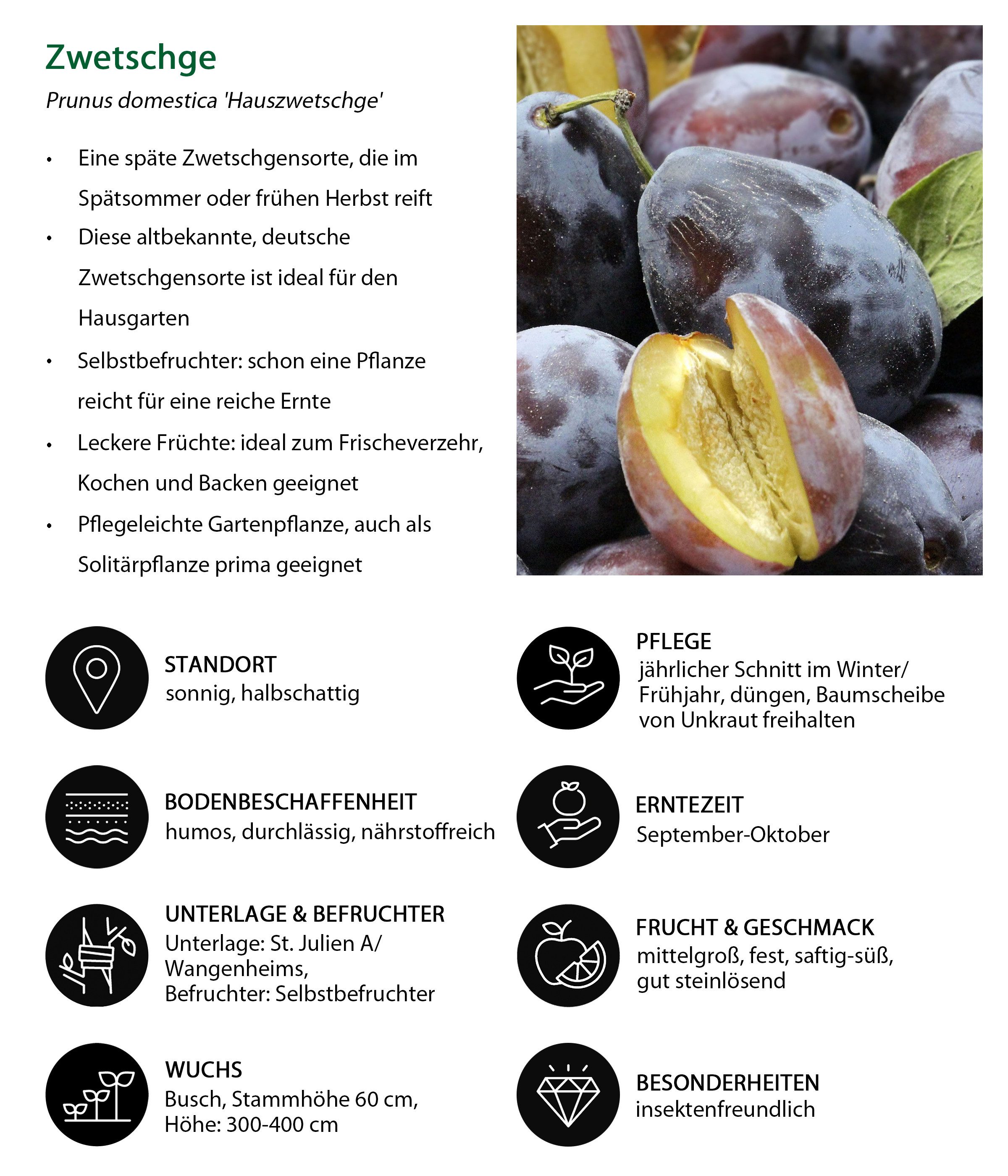 Dehner Pflaumenbaum Hauszwetschge, Halbstamm, Selbstbefruchter-Sorte, Zwetschgenbaum mit süß-würzigen Früchten