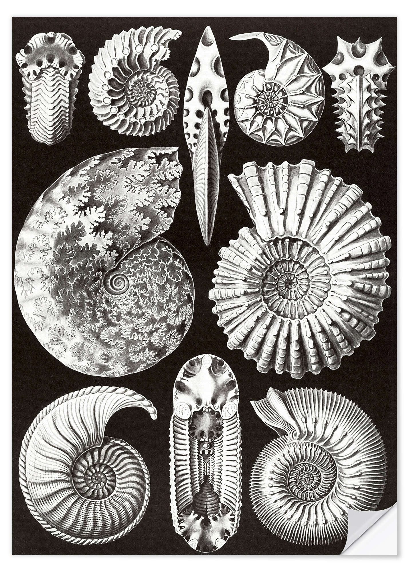 Posterlounge Wandfolie Ernst Haeckel, Ammonshörner, Ammonitida (Kunstformen der Natur, 1899), Malerei